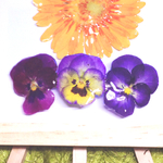 【再々販】押し花ビオラのバレッタ