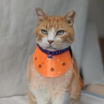 キュートパンプキン