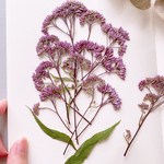 ★【押し花素材】フジバカマ　　pressed flowers