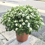 まん丸♡  ボリューム抜群♡  エキザカム ホワイト  5号鉢