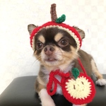  リニューアル‼️犬用＆猫用りんごちゃん帽子 果物帽子 秋プレゼントにも🎁 