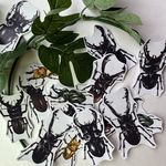 〈再販〉厳選クワガタムシシール