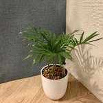 【育てやすい】観葉植物 テーブルヤシ ハイドロカルチャー