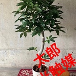 光触媒　人工観葉植物　ウォールグリーン　フェイク　フラワー　パキラ130