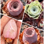 🌸グリーノビア♡3種セット🌸【名札付き】【予約販売】