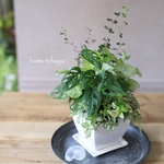 【観葉植物】スクエアのベースに♪マドガズラと爽やかグリーンのプランツギャザリング