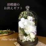 ガラスドーム　胡蝶蘭(木箱のお線香)