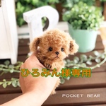 【Reserved】仔犬ちゃん2匹【ひろみん様専用】