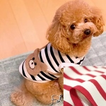 nikohana様、専用カートです　　　犬服