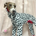 【ミニピン用犬服🐕】早めの冬支度に🌟高級感あるダルメシアンフリースロンパース⛄️🌟