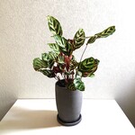 ●数量限定●新作●　”カラテア・マコヤナ　鉢/受け皿セット（陶器製・グレー）”　観葉植物　インテリア　人気　おしゃれ　