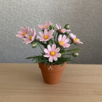 コスモス　花鉢　3