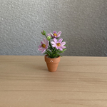 コスモス　ちびっこ鉢　8