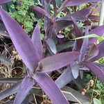 紫御殿 ムラサキゴテン カット苗 