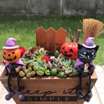 ★送料無料★♡そのまま飾れる♡ハロウィンの多肉植物寄せ植え╰(*´︶`*)╯♡