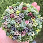 オーダーお受けします 多肉植物寄せ植え そのまま飾れる ちまちま缶