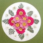 押し花セットE＜組み立てのお花＆ノースポール＆レースフラワー他＞