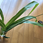 和みの草バッタ