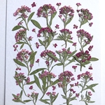 アリッサムの押し花⑧