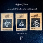【F】〖再販〗✶白の脱皮殻✶KakeraPlants fortunate✶
