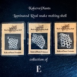 【E】〖再販〗✶白の脱皮殻✶KakeraPlants fortunate✶