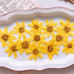 【押し花素材】コレオプシス