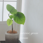 ꫛꫀꪝ✧‧おしゃれ❁観葉植物❁ウンベラータ