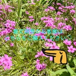 着丈前丈調整ページ