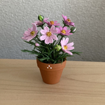 コスモス　花鉢　9