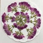 NO.823N ラスト1個❗️ぺラルゴニウム  ピンクパープル茎付き／押し花素材
