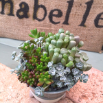 和風陶器のモリモリ多肉寄せ植え