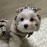 犬のシュシュ🎀（スヌード）タータンチェック🤎❤️💚