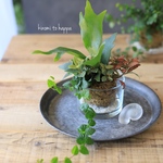 【グラス・化粧石付】苔玉のプランツギャザリング