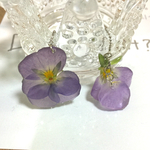Hippo's drops〈ビオラ〉
