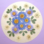 押し花セットD＜組み立ての花＆レースフラワー＆ノースポール他＞