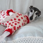 イタグレパジャマ・赤りんご🍎