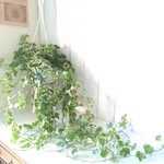 【現品】ヘデラ パラダイス アイビー　ボリューム◎　中々見かけない観葉植物　吊り鉢　6号鉢