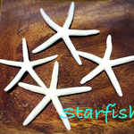 再再再販  Starfish                 SALE♡