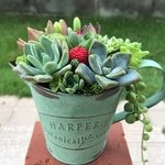 ★送料無料★♡そのまま飾れる♡多肉植物寄せ植え╰(*´︶`*)╯♡