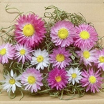 姫貝細工♡  キャンドル　花材　ハーバリウム花材　ドライフラワー花材　リース