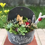 ★送料無料★♡そのまま飾れる♡リスちゃんの多肉植物寄せ植え╰(*´︶`*)╯♡