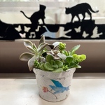 セール中！リメイク鉢付き 多肉植物 寄せ植え🪴