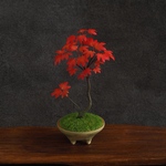 【粘土盆栽】ミニ盆栽　イロハモミジ編　紅葉　もみじ　モミジ