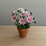 コスモス　花鉢　14