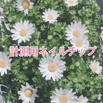 【送料無料】計測用ネイルチップ