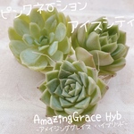 送料無料♡♡ 25.多肉植物 エケベリア 韓国苗 アメイジンググレイスHyb のセット♡♡