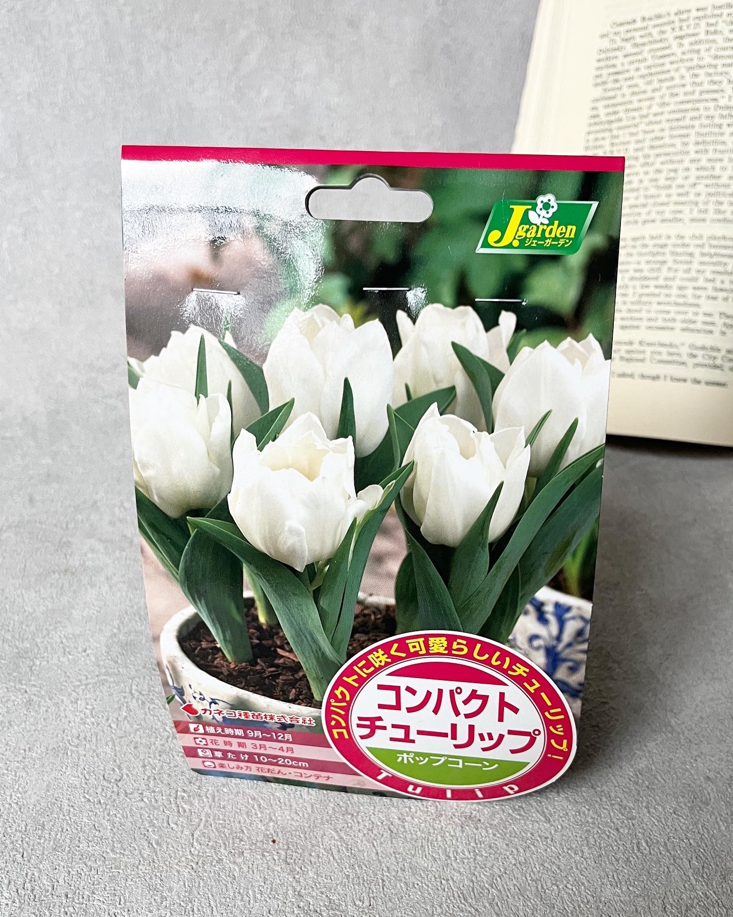 コンパクトチューリップ♡ポップコーン 真っ白の弾けるチューリップ 花壇 寄せ植え - Le petit Jardin | minne 国内最大級のハンドメイド・手作り通販サイト コンパクトチューリップ♡ポップコーン 真っ白の弾けるチューリップ 花壇 寄せ植え - Le petit Jardin | minne 国内最大級のハンドメイド・手作り通販サイト