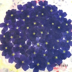 ♡new♡作家様必見♡ 人気のバーベナがいっぱい♡ 押し花セット