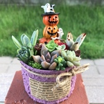 ★送料無料★♡そのまま飾れる♡リメ缶♬ハロウィンの多肉植物寄せ植え╰(*´︶`*)╯♡