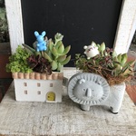 多肉植物寄せ植えおトク2個セット　C